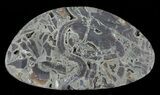 Polished, Pyritized Ammonite Fossil Segments - Russia #60923-1